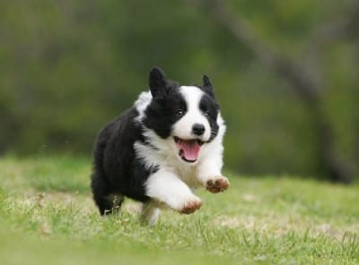 border puppy