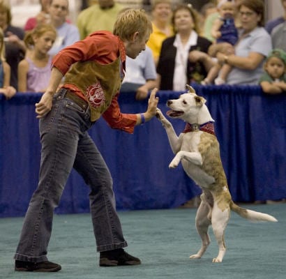 dog dance