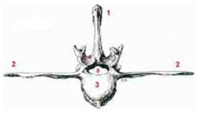 spond7
