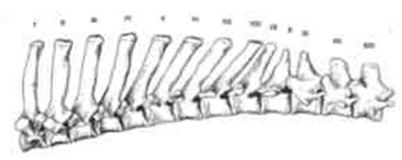 spond4