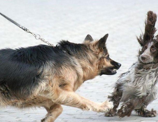 Cuccioli e guinzaglio: come abituarli - Ti presento il cane