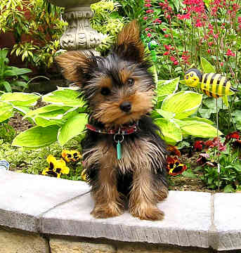aaaa_YorkshireTerrier2