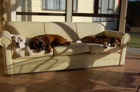 cani-divano