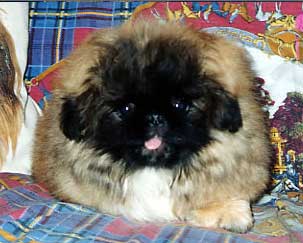 Cucciolo di vero Pechinese
