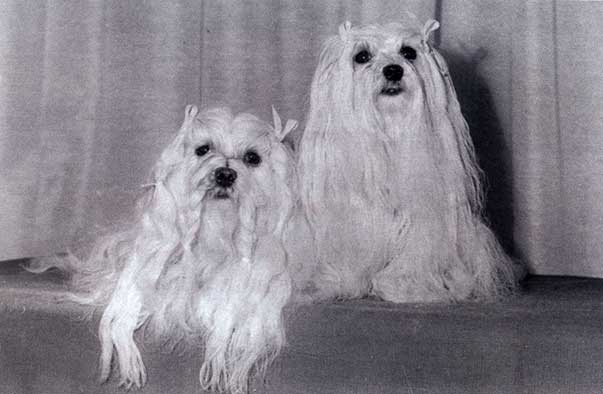 Le Ch. Gemma Azzurra e Gemma Fiammetta sarebbero ancora oggi soggetti da esposizione. La foto è del 1976