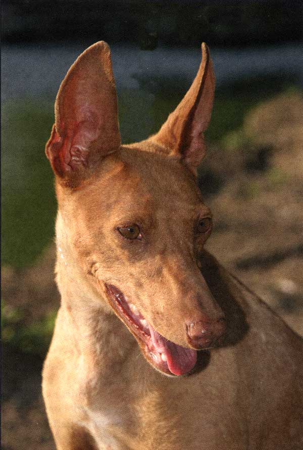cirneco10