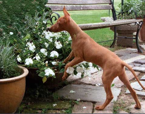 Un cucciolone dal temperamento "romantico"