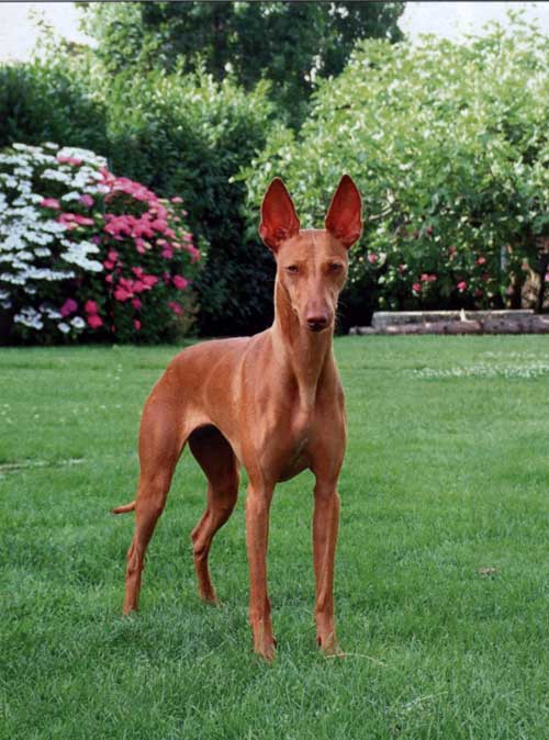 cirneco6