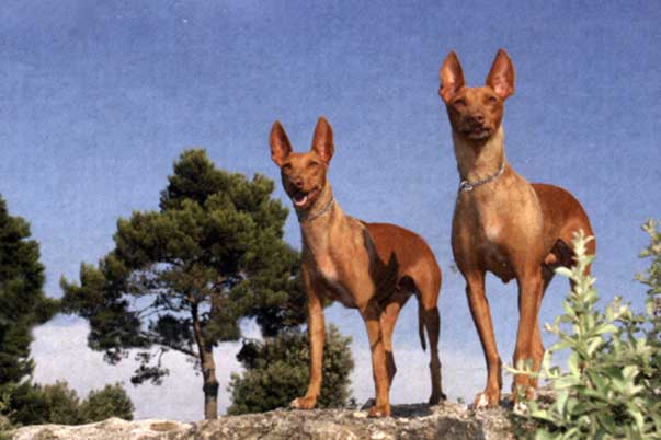 cirneco5