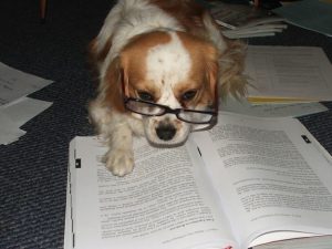 cane-legge-e-studia-con-gli-occhiali