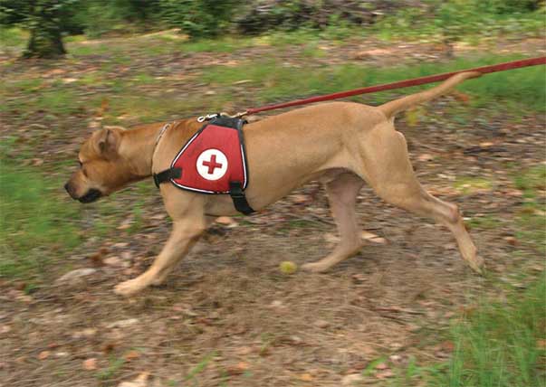American pit bull terrier del Working pit bull Club, impegnato in protezione civile: il massimo tono muscolare è frutto SOLO di un’eccellente preparazione atletica.