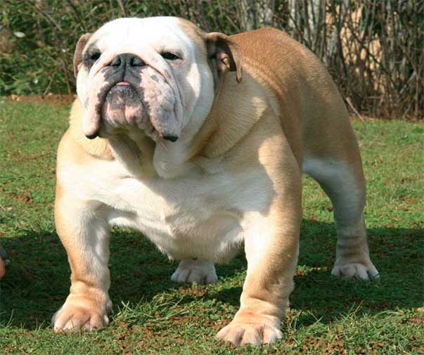 Una bulldog inglese vincente grazie a un’eccellente genetica, una buona alimentazione, tanto amore...e nessun pasticcio chimico!