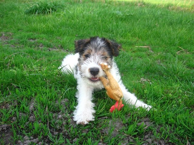 Fox_Terrier_Wire_Puppy_2