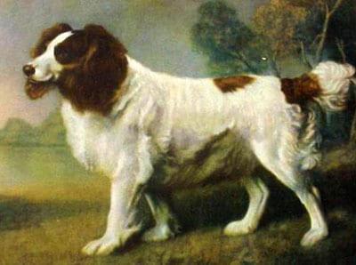 Land Spaniel - dipinto di George Stubbs (1761 - 1806)