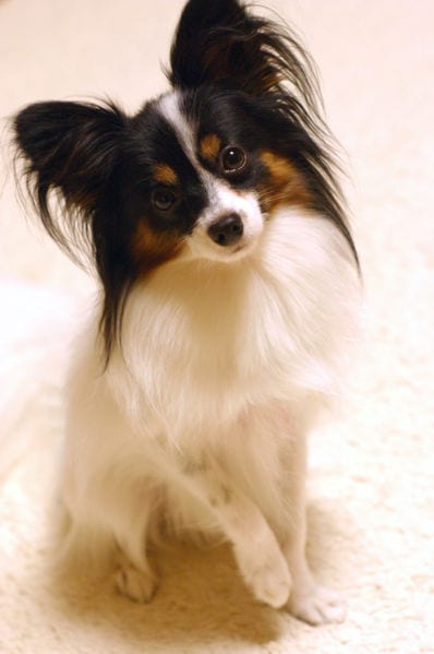 papillon_1