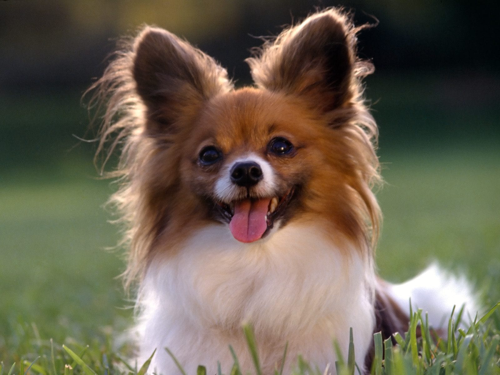Papillon_Dog