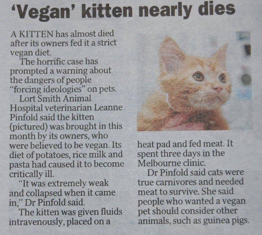 gatto_veg_skiatt