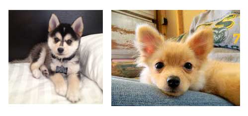pomsky_2