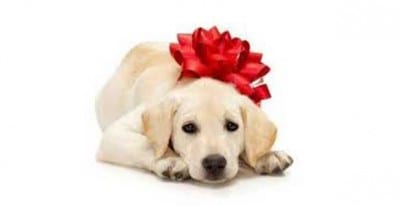 regalo_aper