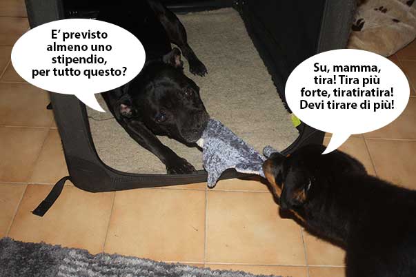 stipendio
