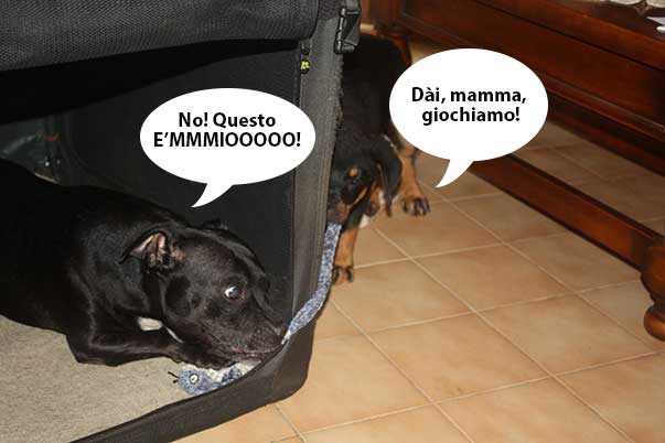 occhiomadre_razza