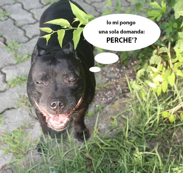 perche
