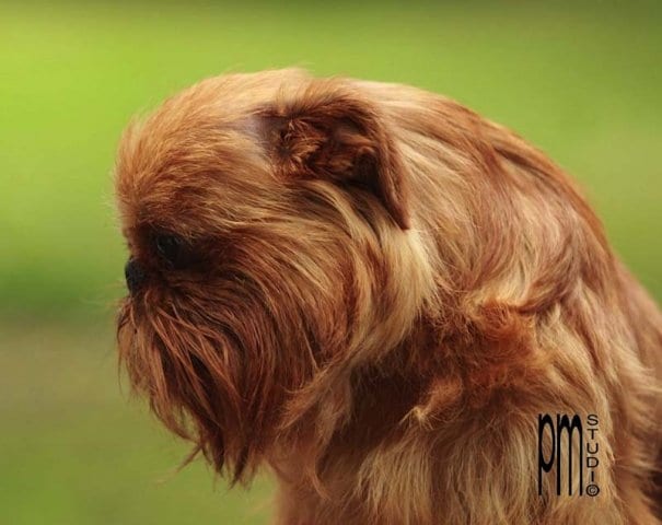 phoca_thumb_l_gozzi-345
