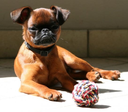phoca_thumb_l_3-bertrand-le-beau---piccolo-brabantino