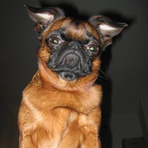 piccolo-brabantino