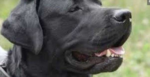 pitbullnero_aper