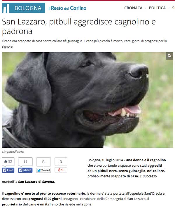 pitbullnero