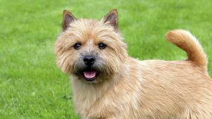 NorwichTerrier