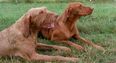 vizsla-rasse