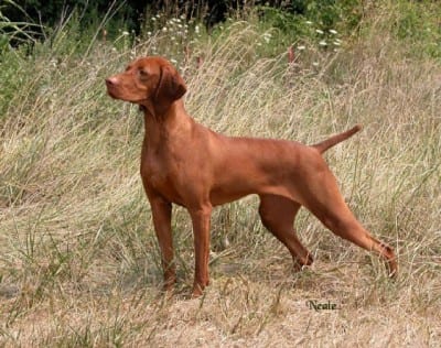 vizsla1p.jpg.w560h443