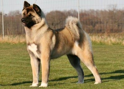 Akita-Inu-sul-prato