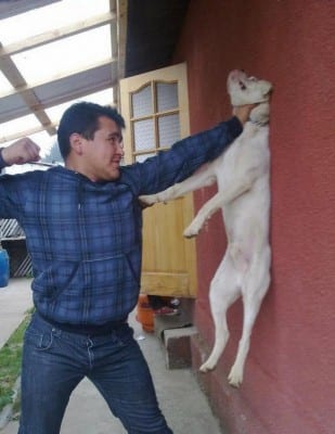 Questa foto, al centro di mille polemiche,è apparsa su FB tempo fa. La pubblico come esempio di testa di cazzo umana che usa violenza sul suo cane, ma fortunatamente pare che fosse una bufala. 