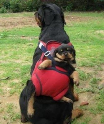 hhGp3PIYvxeH8Dug0Y