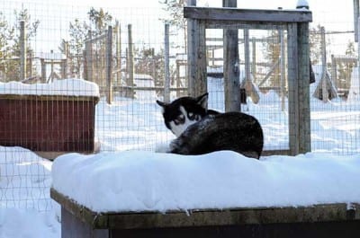 huskycuccia