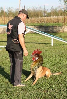 luca_gallina