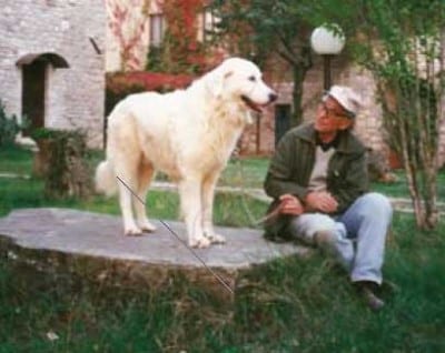 simoni
