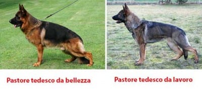 bellav_pt