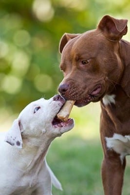 dogmi_pit