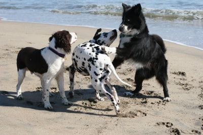 dogmi5