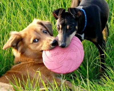 dogmi3