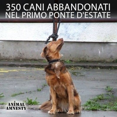 amnesty_abban