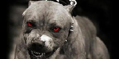 Il tipo di immagine che si vede sui giornali quando un cane (qualsiasi) morde qualcuno. Anche se è un barboncino. 