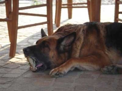 pica3