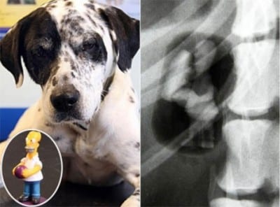 QUesto cane ha ingerito un pupazzo di Homer Simpson. Doh! Portato dal veterinario, è stato operato e liberato.