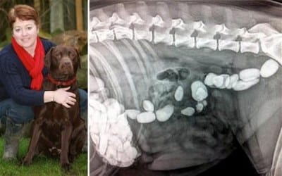 Nello stomaco di questo labrador c'erano un'ottantina di sassi. Anche lui è stato operato e salvato.
