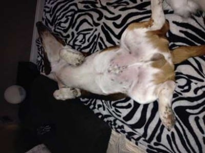 dogdance